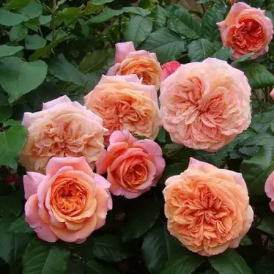 Роза ЧИППЕНДЕЙЛ чайно-гибридная в Слониме