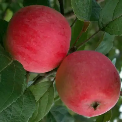 Яблоня СУЙСЛЕПСКОЕ (МАЛИНОВКА) в Слониме