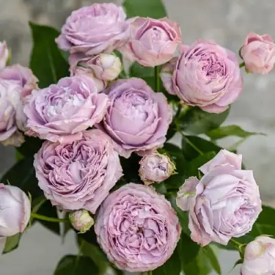 Роза ЛАВАНДЕР БАБЛС спрей в Слониме