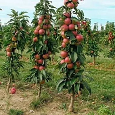 Яблоня ЯНТАРНОЕ ОЖЕРЕЛЬЕ колонновидная в Слониме