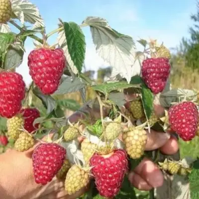 Малина ЖАР-ПТИЦА в Слониме