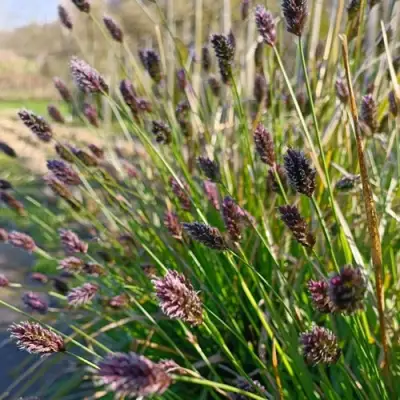 Сейслерия ХЕФЛЕРА в Слониме