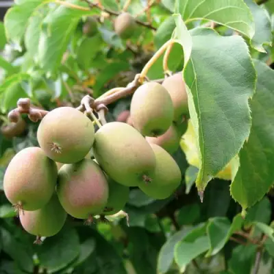 Актинидия ЛЮСИ аргута  в Слониме