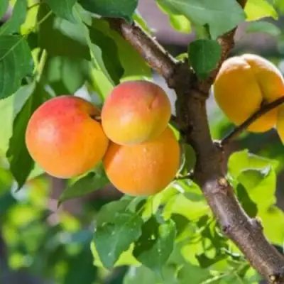 Абрикос РИТАУСМА в Слониме