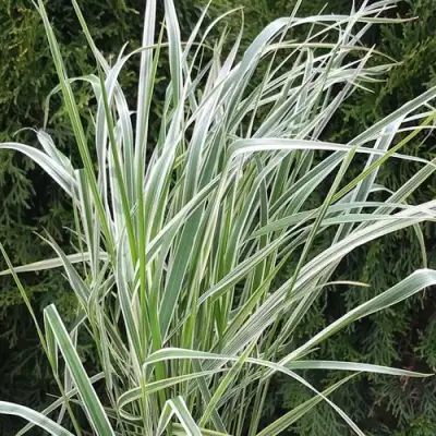 Вейник ОВЕРДАМ остроцветковый в Слониме