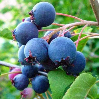 Ирга ПЕМБИНА в Слониме