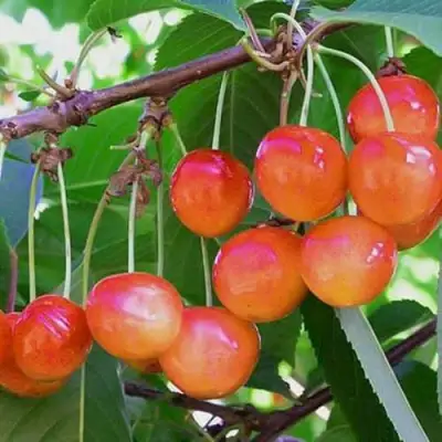 Черешня НАСЛАЖДЕНИЕ в Слониме