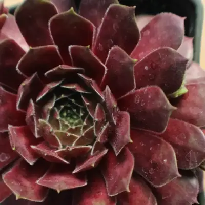 Молодило БЛЭК МОУНТЭЙН в Слониме