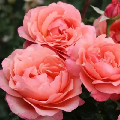 Роза КОРАЛ ЛИОНС РОУЗ флорибунда в Слониме