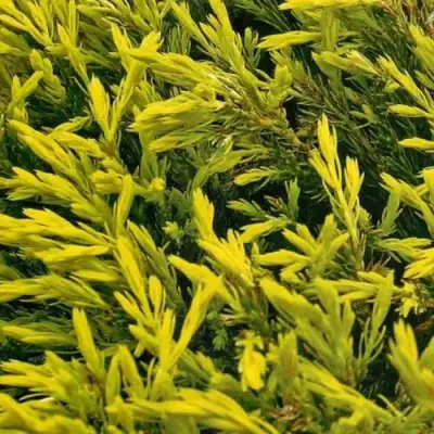 Можжевельник ЛАЙМ ГЛОУ горизонтальный  в Слониме