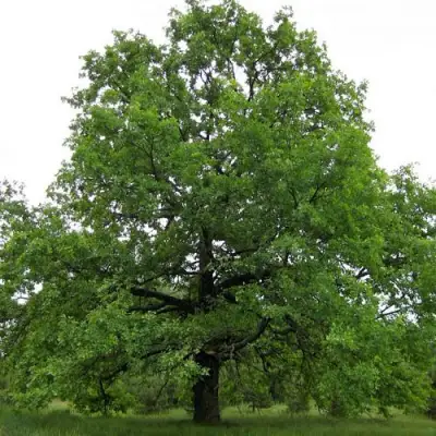 Дуб черешчатый в Слониме