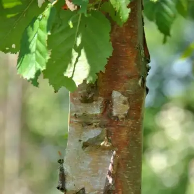 Береза бумажная в Слониме