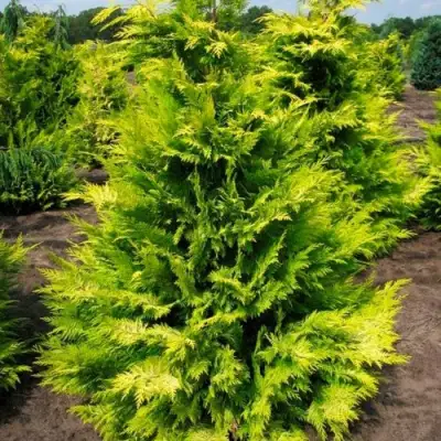 Кипарисовик ГОЛДЕН ВОНДЕР лавсона в Слониме