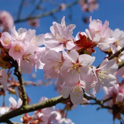 Вишня РАНЧО САРЖЕНТА в Слониме
