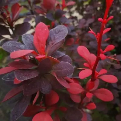 Барбарис РЕД ПИЛЛАР тунберга в Слониме