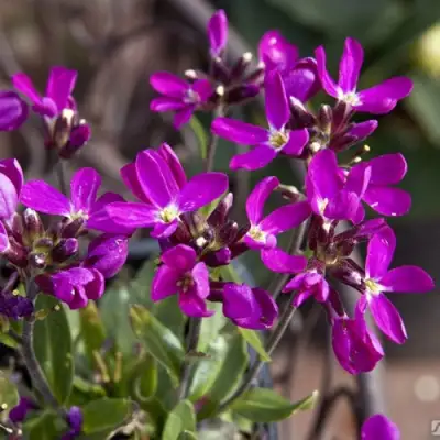 Арабис РОУЗ делайт в Слониме