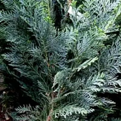 Кипарисовик ДАРТС БЛЮ РИББОН лавсона в Слониме