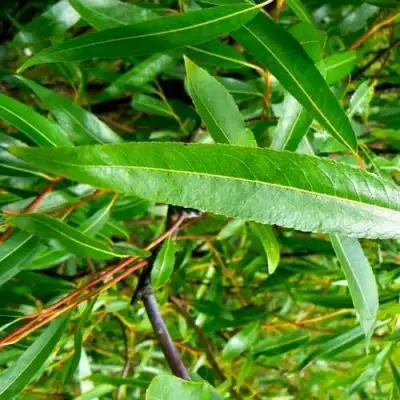 Ива ломкая  в Слониме