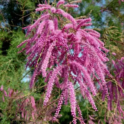 Тамарикс ПИНК КАСКАД в Слониме