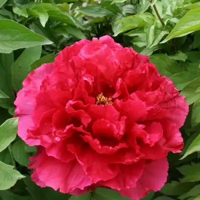 Пион АРОМАТНОЕ ВОСПОМИНАНИЕ древовидный в Слониме