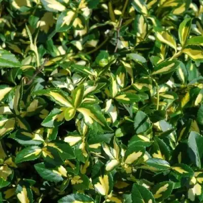 Бересклет САНСПОТ форчуна в Слониме