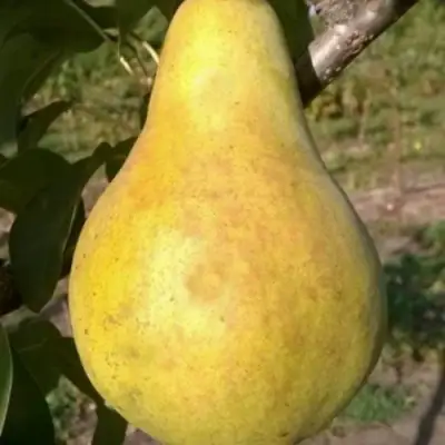 Груша КОНКОРД в Слониме