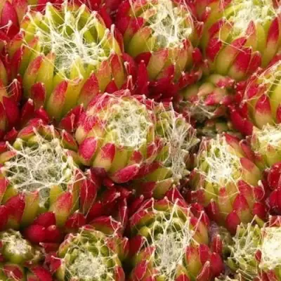 Молодило ХУКЕРА в Слониме