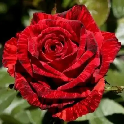 Роза РЕД ИНТУИШН чайно-гибридная в Слониме