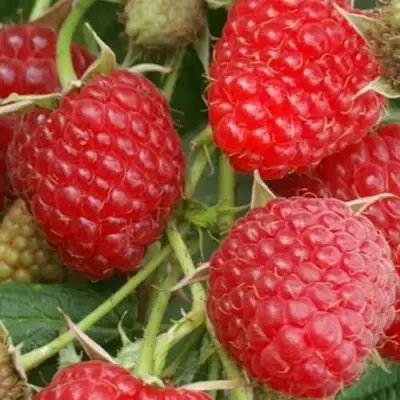 Малина КОЛОКОЛЬЧИК в Слониме