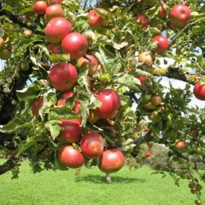 Яблоня ОРЛИК в Слониме