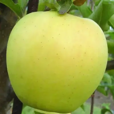 Яблоня ГОЛДЕН ДЕЛИШЕС в Слониме