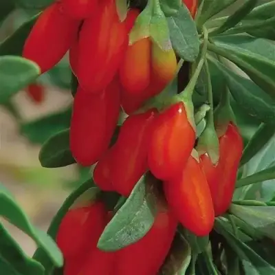 Годжи ВЯЧЕСЛАВ в Слониме