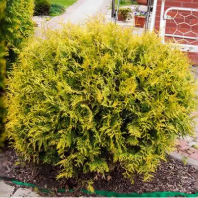 Туя КОЛЛЕРС ГОЛД складчатая в Слониме