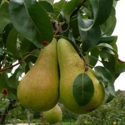 Груша КОНКОРД в Слониме