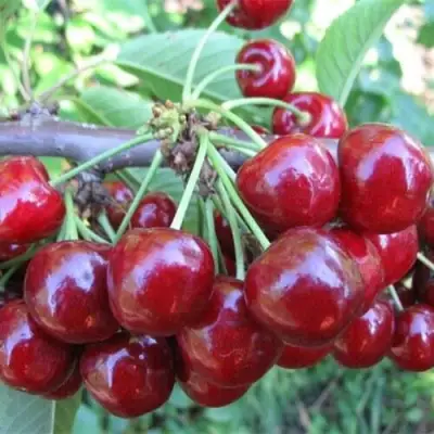 Вишня ДЕСЕРТНАЯ МОРОЗОВОЙ в Слониме