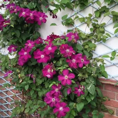 Клематис ЭРНЕСТ МАРКХАМ в Слониме