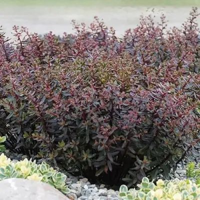 Очиток (седум) САНСПАРКЛЕР ДЖЕЙД ТАФФЕТ в Слониме