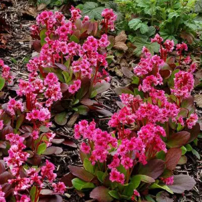 Бадан ФЛИРТ в Слониме