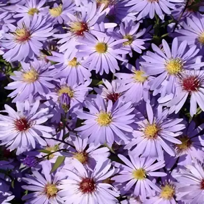 Астра БЛЮ ХЕВЕН сердцелистная в Слониме