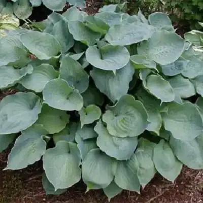 Хоста МУНЛАЙТ СОНАТА гибридная в Слониме