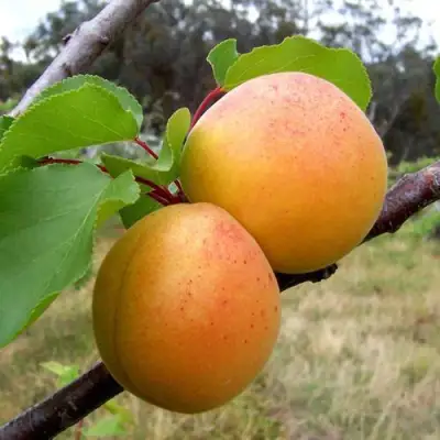 Абрикос ОРЛОВЧАНИН  в Слониме