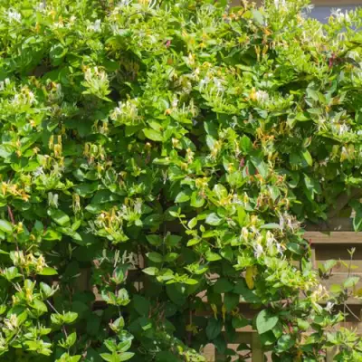 Жимолость ХАЛЛИАНА японская (Хелиана) в Слониме