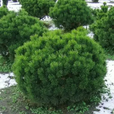 Сосна горная МУГУС в Слониме