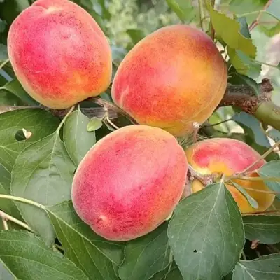 Абрикос ОСОБЕННЫЙ ДЕНИСЮКА в Слониме