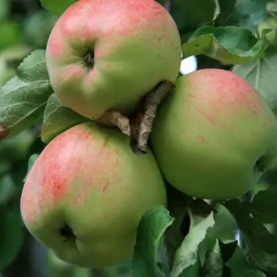 Яблоня УТРО в Слониме