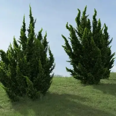 Можжевельник КАЙЗУКА китайский в Слониме