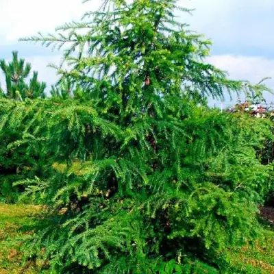 Лиственница европейская в Слониме