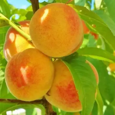 Персик ВЕТЕРАН в Слониме