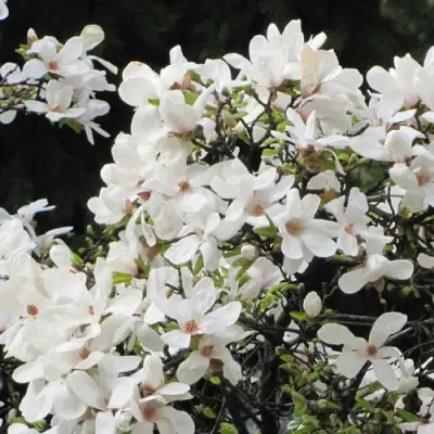 Магнолия КОБУС в Слониме