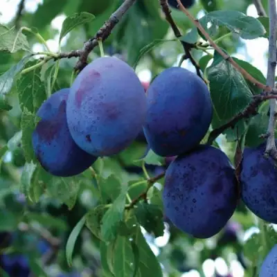 Слива ЭМПРЕСС в Слониме